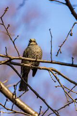 春の暖かいひざしの中で木の枝にとまるひよどり