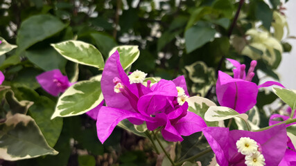 Bougainvillea