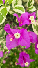 Close up of Bougainvillea