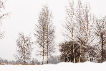Low angle photo of common birches, Betula pendula, during snowy sunless grey winter day, at distance viewable reeds and other leafless trees