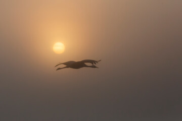 Blurred background of flying stork on the background of rising sun.