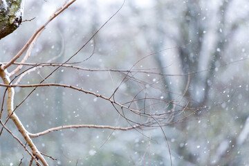Blurred background of trees brunches covered with snow fall. Winter outside  background. Close up.