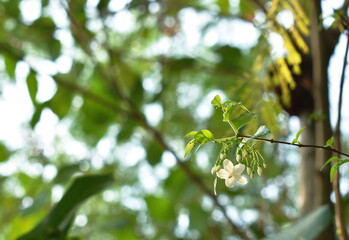 wild water plum white flower hanging on branch flowing from wind blow in garden with sunset