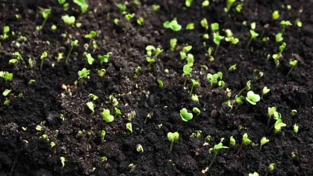 Growing plants in spring timelapse, sprouts germination from seeds, newborn cress salad in greenhouse agriculture