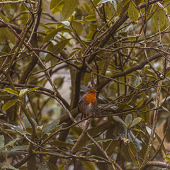 Winter Robin eating from a coconut