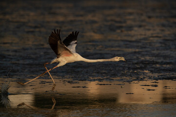 Greater Flamingos takoff at Tubli bay in the morning, Bahrain