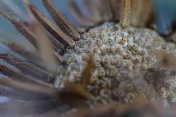 fluffy ripe dandelion close-up. Close-up macro photo 
