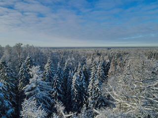 Top view Sunny forest aerial view at winter day. Drone shot of trees covered with hoarfrost and snow. Top view to wood from bird's eye. Amazing winter scene. Winter background
