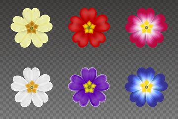 set of isolated primroses colorful spring flowers - obrazy, fototapety, plakaty