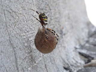 Eine Wespenspinne an einer Hauswand