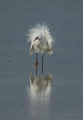 Great Egret at Busiateen coast of Bahrain