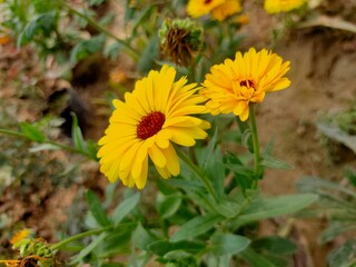 yellow flower in the garden