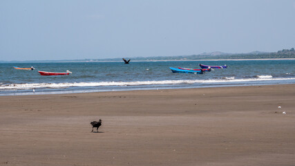 Masachapa Beach Nicaragua, fisher town, black vulture