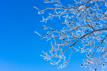 Ice tree 
