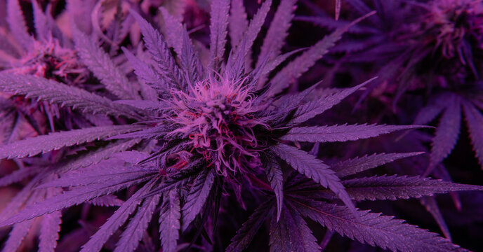Closeup dried flowering tops of female cannabis plants. &beta;-Caryo