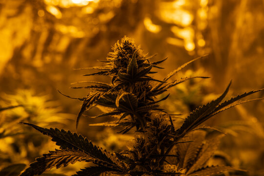 medical marijuana strains with high level THC CBD elements. Clos