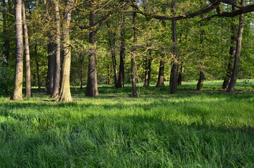 Fototapeta Wysokie parkowe drzewa wczesną wiosną obraz