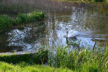 łabędź niemy przy murku na parkowym stawie w lecie, Cygnus olor © Ewa