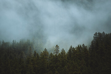 A thin layer of fog covers a mountainside of pine trees.