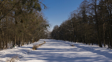 snow covered trees