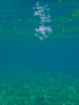 Clear plastic bag polluting our ocean