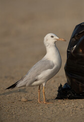 Fototapeta premium Slender-billed gull near a garbage dump of leftover at Busaiteen coast of Bahrain