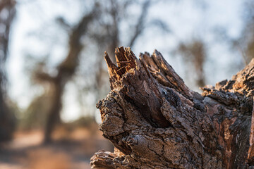 Tree Branch on Focus