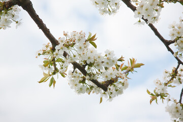 The cherry blossom in spring