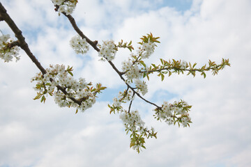 The cherry blossom in spring