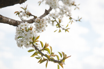 The cherry blossom in spring