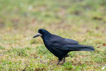 Gawron żerujący na trawniku. Pospolity ptak w miastach i na na polach uprawnych. Portret gawrona.