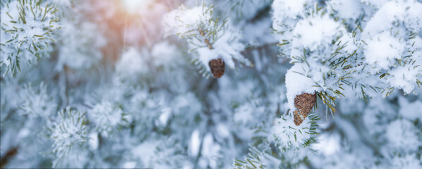Winter bright background with snowy pine branches. Banner photo.
