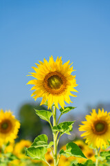 Close up of Sunflower field with high resolution files