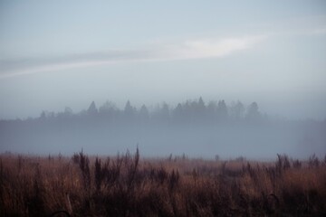 meadow and forest covered in frost and fog at sunset in winter