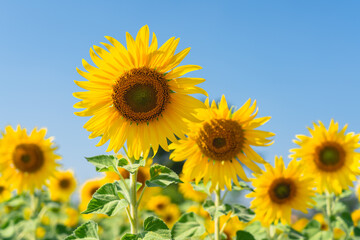 Close up of Sunflower field with high resolution files