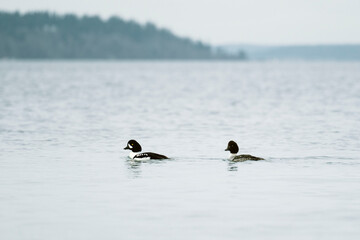 A male and female bonded pair of Barrow's Goldeneye swim together
