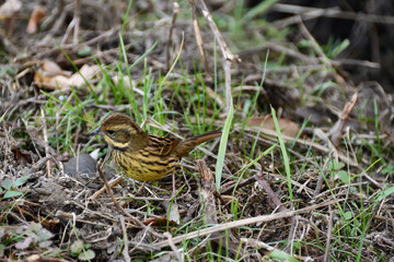 冬の草むらで餌をついばむアオジ（メス）