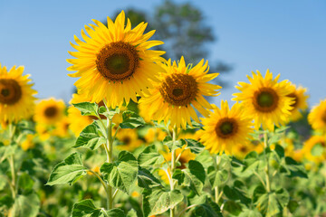 Close up of Sunflower field with high resolution files