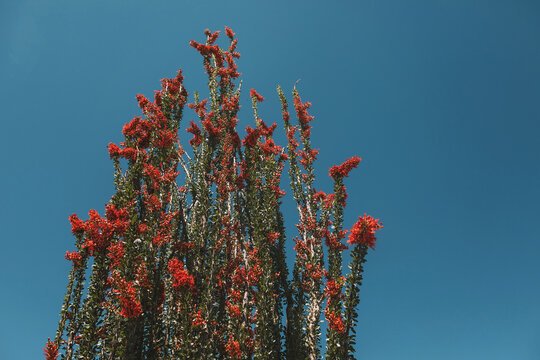 red blossoming cactus in front of a blue sky