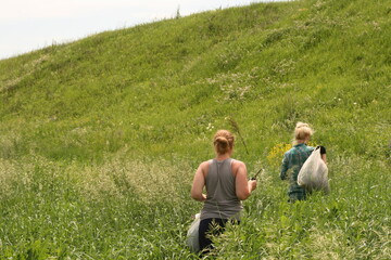 Naklejka na ściany i meble Ukrainian women in the meadow collect medicinal herbs in a rag bag