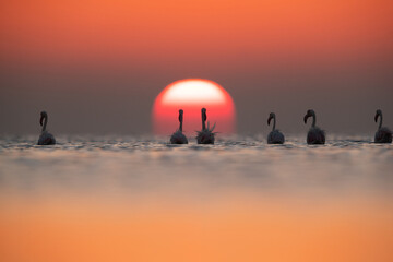 Greater Flamingos and dramatic sunrise at Asker coast, Bahrain