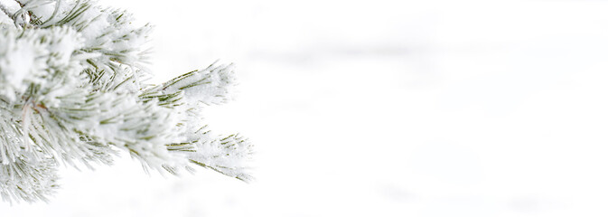 Winter bright background with snowy pine branches. Banner photo.