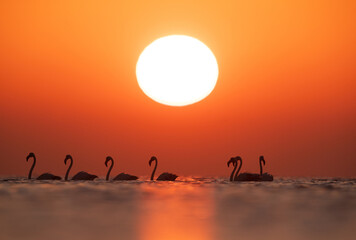 Obraz premium Greater Flamingos and beautiful sunrise at Asker coast of Bahrain