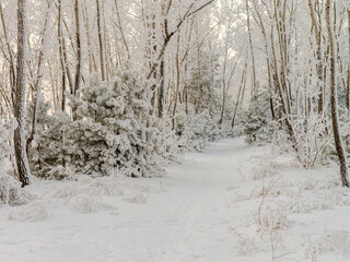 snow covered trees in the forest