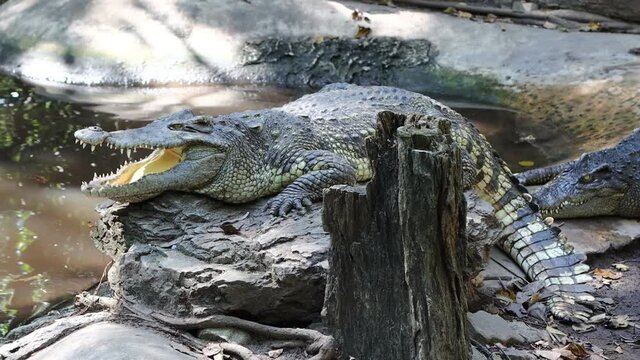 crocodiles are lying on the ground on a crocodile farm, Bangkok Thailand