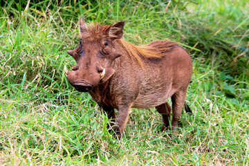 Fototapeta na wymiar warthog on grass