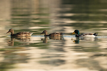 A pair of female and a male Mallard ducks swimming at Tubli bay, Bahrain