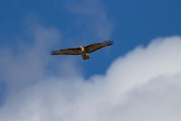 Red-tailed hawk in flight