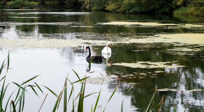 A different but beautiful couple of black and white swans swimming together and facing away, conceptual image of hate but love