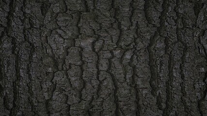 bark of a tree nature texture wood